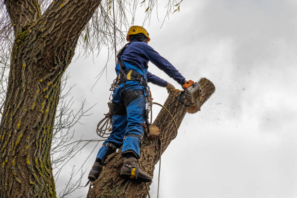 How Our Tree Care Process Works  in  Dix Hills, NY