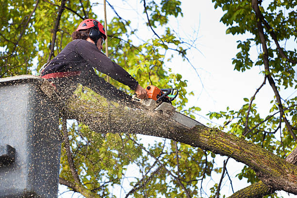 Trusted Dix Hills, NY Tree Services Experts
